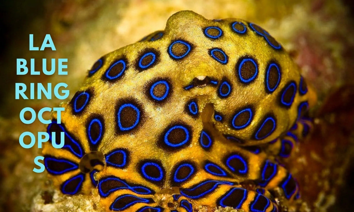 Blue Ringed Octopus Rings The Blue Ring Octopus: Meet the Cutest Yet Deadly Ocean Creature ...